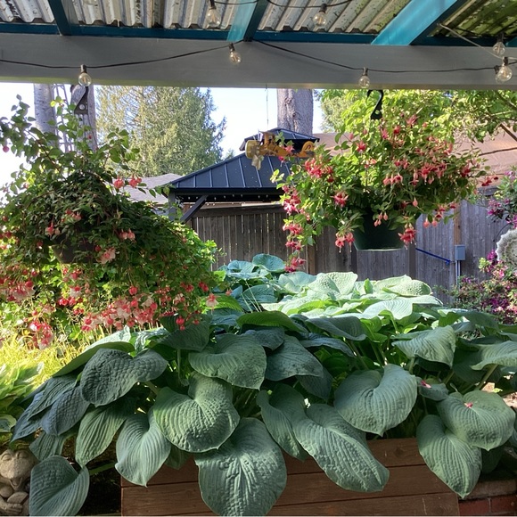 Meet your Posher, Shirley - Picture 5 of 16